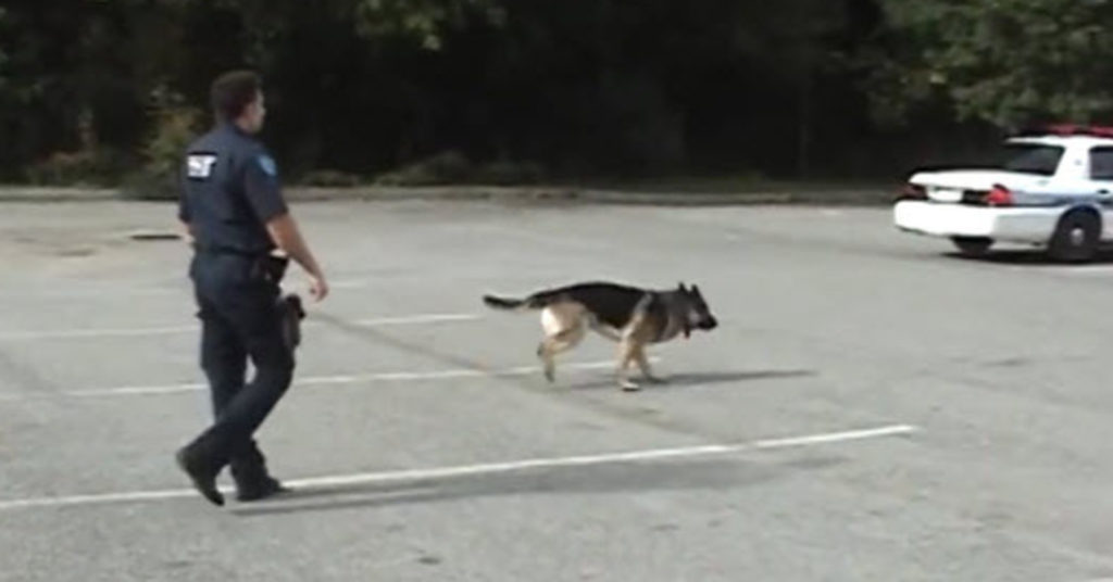 Police Dog Shows Human Cops Exactly How Smart He Is BlissfulArea
