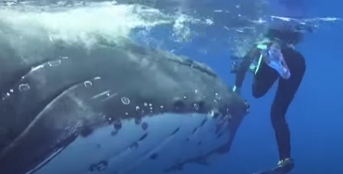 Whale Saves Female Research Diver from Killer Tiger Shark – BlissfulArea